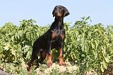 DOBERMANN 883